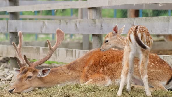 A Family of Red Deer is Resting Lying on a Meadow in a National Park