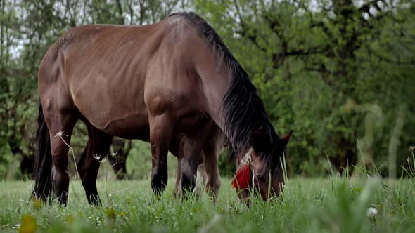 A family of horses, a little foal with his mother, a mare grazing on a forest glade on a sunny day.