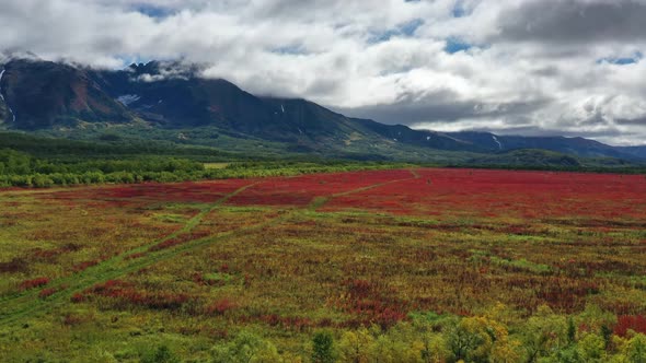 Blooming Willowherb Near Vachkazhets