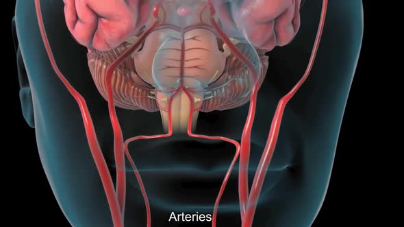 Nerves from the body are transmitted to the brain alt