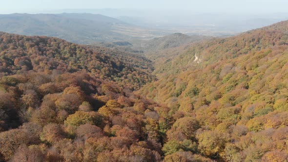 Sabaduri Mountain, Autumn forest, Georgia