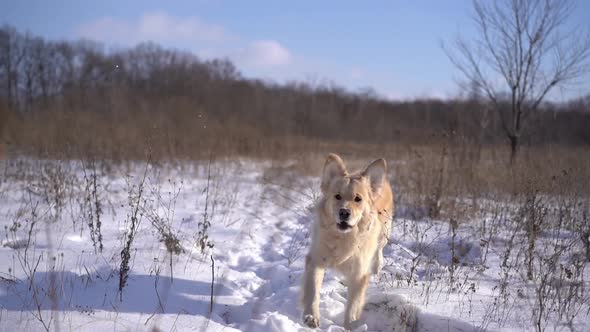 Golden Retriever Dog Running Through Snow