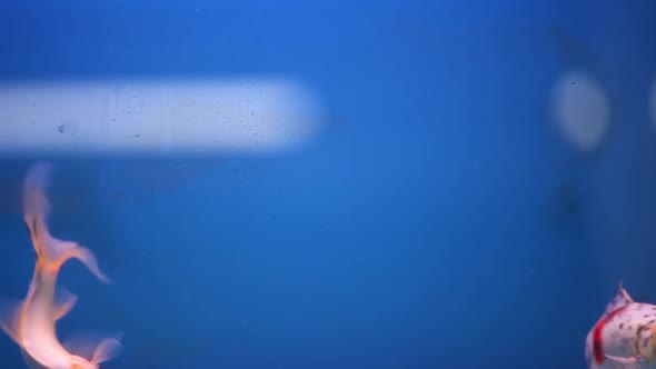 Shubunkin Goldfish swimming together in new fresh water aquarium tank while man walks in front of ta