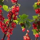 Red Currant - VideoHive Item for Sale