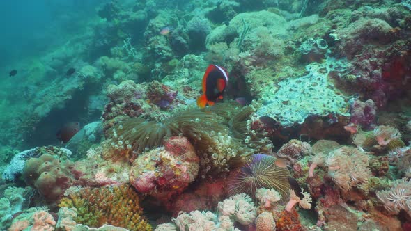 Clownfish Anemonefish in Actinia