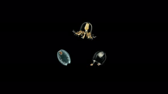 Three Small Jellyfish Under the Microscope, Different Types of Hydrozoa