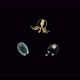Three Small Jellyfish Under the Microscope, Different Types of Hydrozoa - VideoHive Item for Sale