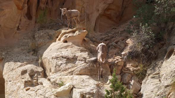 Desert bighorn sheep on cliffs in Capitol Reef Utah