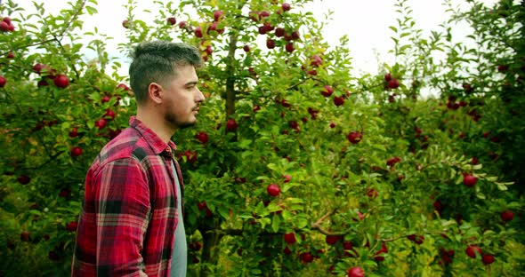 The Farmer Walks in the Middle of the Apple Orchard with Fresh and Ripe Apples
