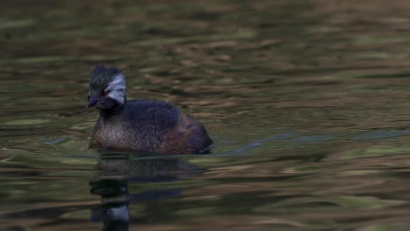 Close-up of white-tufted grebe swimming around in dark wavy water