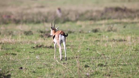 Thomsons Gazelle Walking Away Tail Wagging