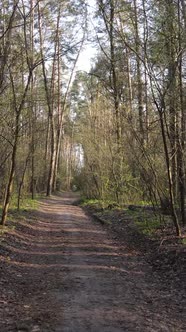 Vertical Video of a Road in the Forest