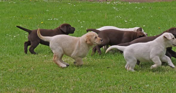 Yellow Labrador Retriever and Brown Labrador Retriever, Group of Puppies Playing on the Lawn