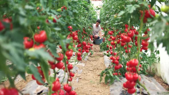 Rows of Tomato Plants Growing at Greenhouse