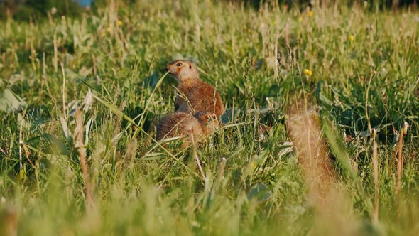 Gopher Eating Leaf. Funny Gopher Climbed Out of the Hole and Eats Grain.