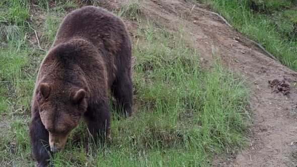 Brown bear (Ursus arctos) in the forest