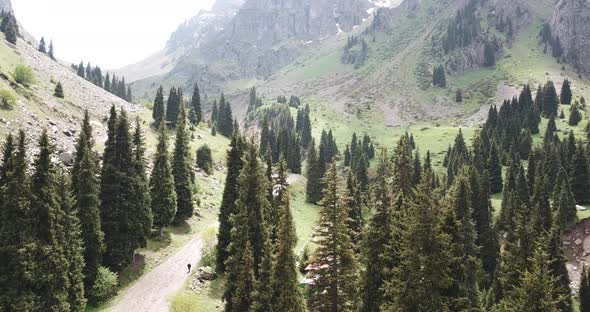 Green Gorge with Forest in the Mountains