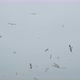 Lot of Birds Circling in Sky Fowls of the Air - VideoHive Item for Sale