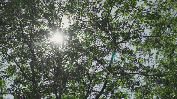 Tree Branches with Lush Foliage Against Shining Sun in Park