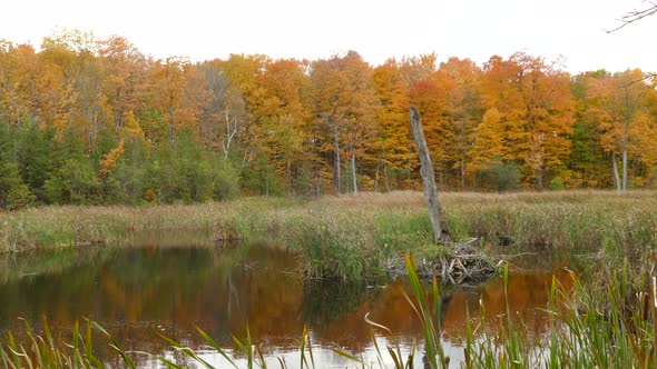 Autumnal Trees In Forest With Reeds Growing In Wetland In Foreground - Autumn Colors In Forest At Ea
