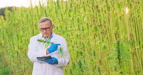 Portrait of Elderly Scientist Checking and Analizing Hemp Plants Signing the Results Notes Concept