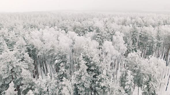 Flying Over a Snowy Forest in Winter in Snowfall