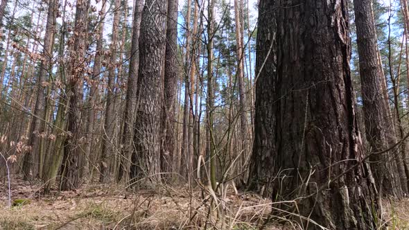 Forest with Pines with High Trunks During the Day