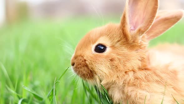 Small Fluffy Domestic Cute Rabbit with a Large Mustache on a Green Meadow in a Muddy Spring Weather