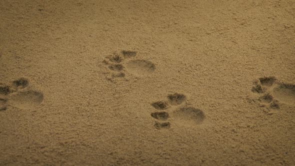 Passing Animal Paw Prints In The Sand