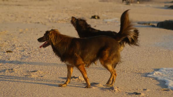 Dogs playing in the beach 