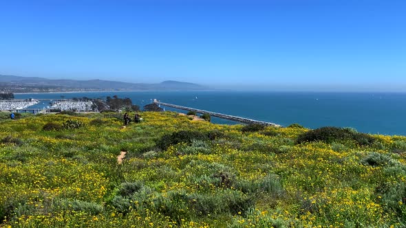 4k 60p, Yellow wild flowers wave gently in the breeze, overlook Dana Point Harbor in California, USA