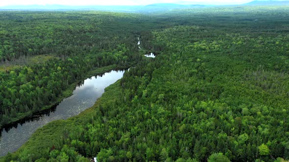 Aerial shot over a vibrant green forest landscape with the still waters of Shirley Bog winding throu