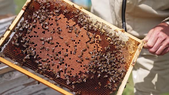 Cautious man apiarist removing honeycomb with bees for examination