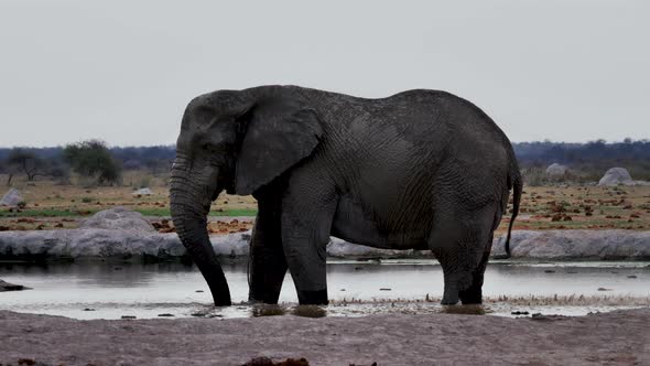 Elephant  Bathing. Africa Elephant Splashing Water On Its Body In The Waterhole In Makgadigadi Pans
