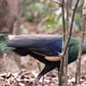 male peacock walking in forest - VideoHive Item for Sale