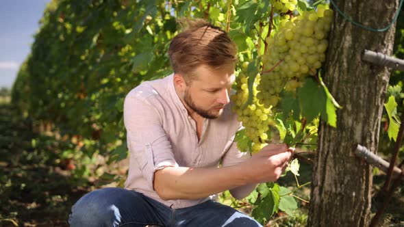 Check Collects Selected Grape Bunches in France for the Great Harvest