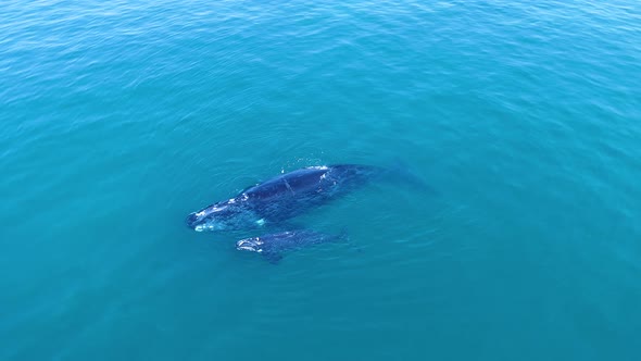 Aerial - Drone rotates above Southern Right whale with newborn calf, mother exhaling forcefully