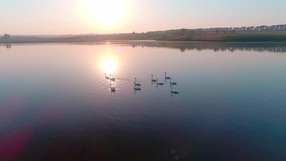 Aerial Video White Swans on a Lake in the Wild