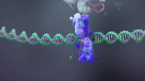 DNA carries the genetic4.mov