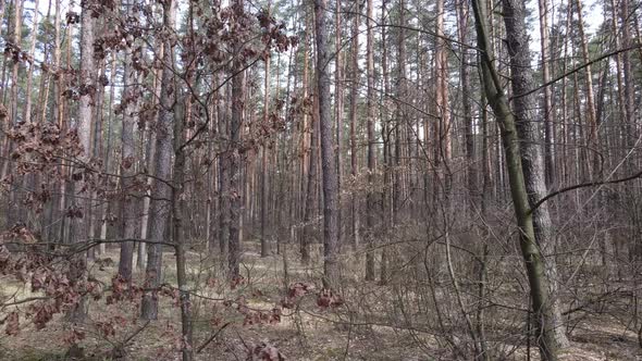 Forest Landscape Aerial View Slow Motion