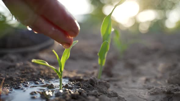 Senior Female Watering Cute Corn Plant with Hand