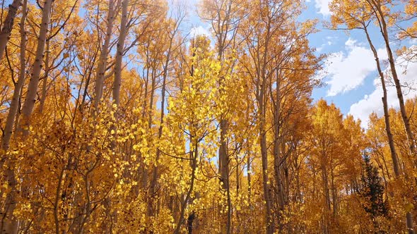 Walking through golden forest during Autumn in Utah