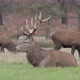Real time shot of red dear at Richmond Park, UK - VideoHive Item for Sale