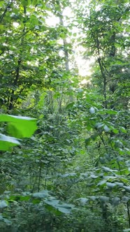 Vertical Video of a Beautiful Natural Landscape in the Forest During the Day