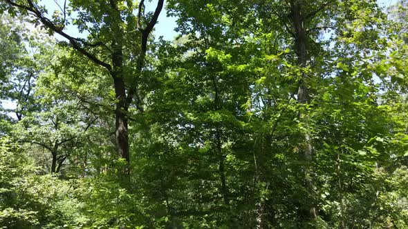 Natural Landscape in the Forest During the Day