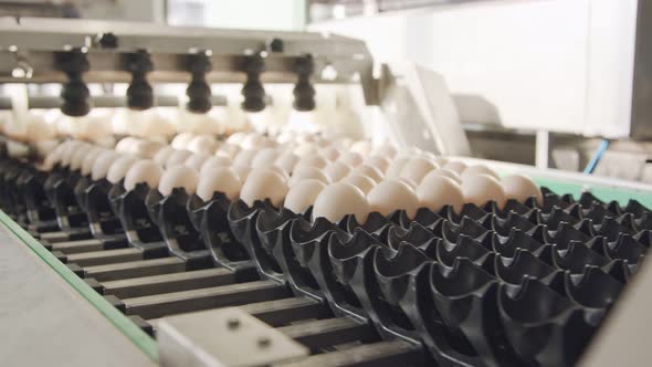 Machine sorting fresh eggs in a chicken farm