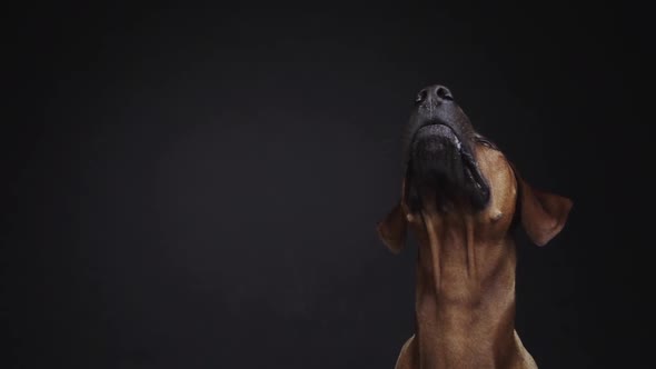 Purebred Ridgeback dog catching snack in studio