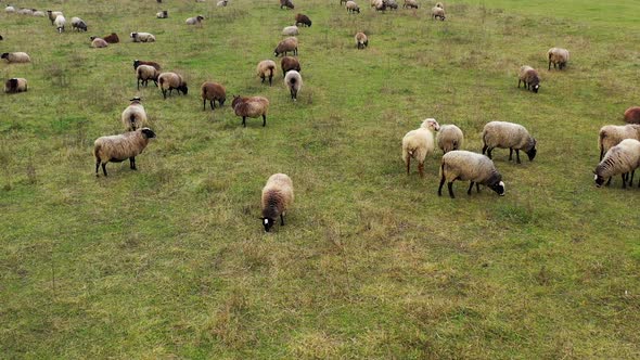 Sheep grazing. 