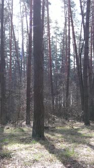 Vertical Video of the Pine Forest in the Afternoon