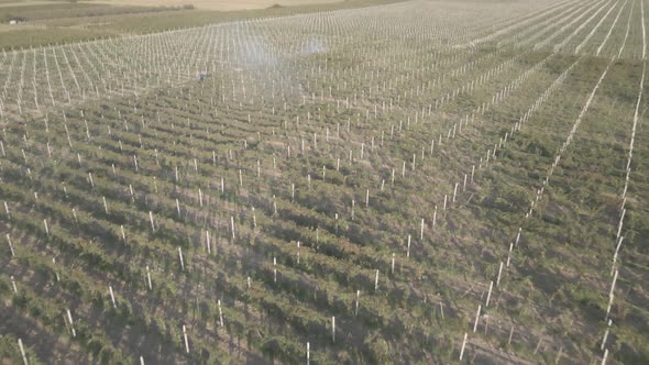 Aerial view farmer on tractor mowing weeds between rows of grapevines in vineyard landscape